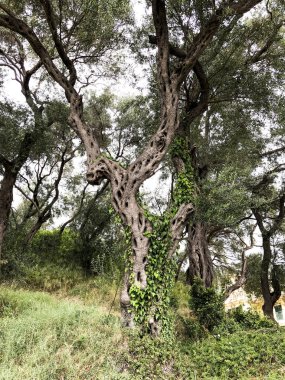 Zeytin içermeyen genç zeytin ağaçları.