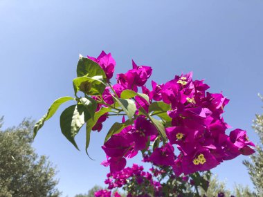 Bir gökyüzü arka planda Begonvil çiçekler.