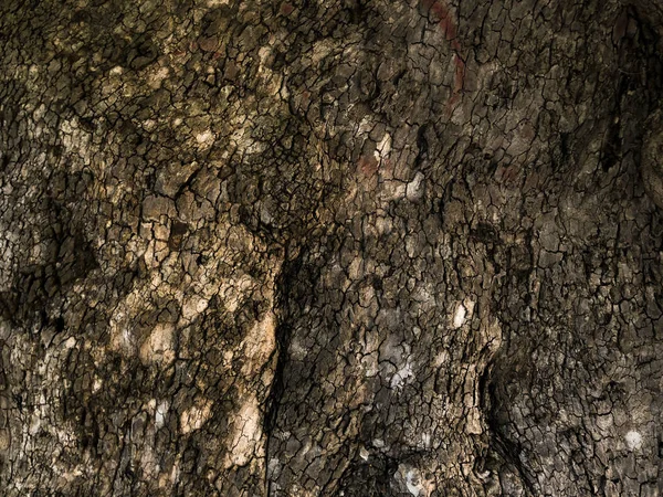 Olivträdet Textur Bakgrund — Stockfoto