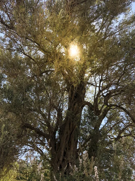 叶子之间有阳光的橄榄树 — 图库照片