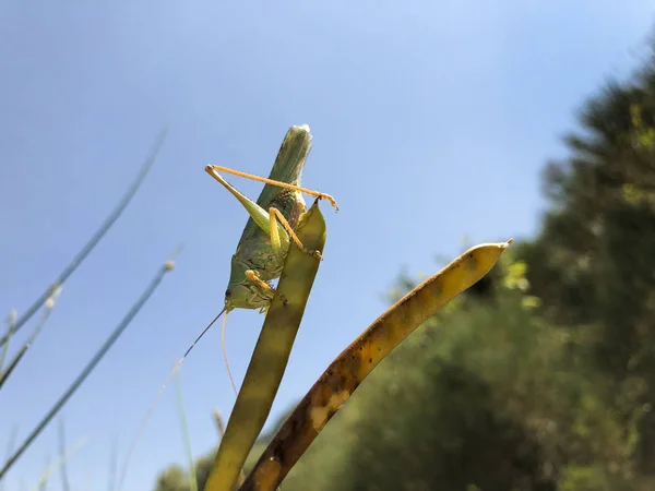 Grashopper Perto Tiro Uma Planta — Fotografia de Stock