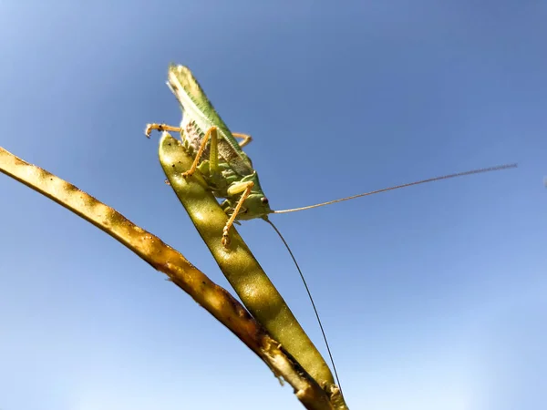 Grashopper Perto Tiro Uma Planta — Fotografia de Stock