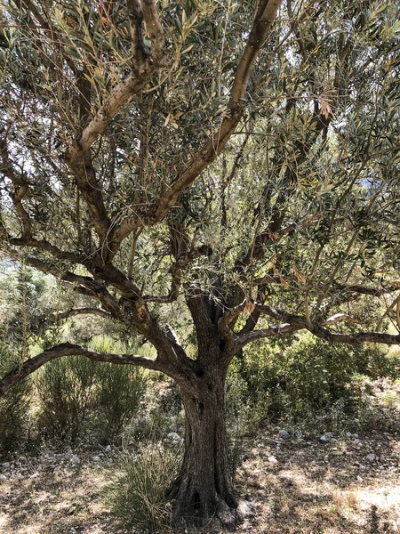 Olivovník Těsném Záběru — Stock fotografie