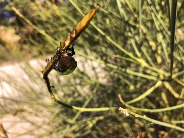 Escarabajo Estiércol Una Planta —  Fotos de Stock