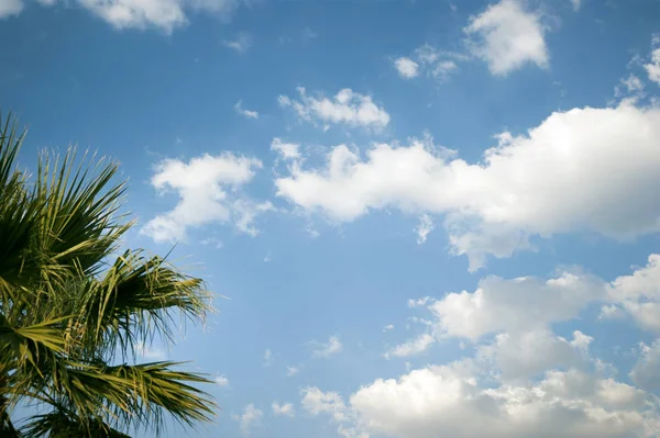 Leaves Palm Tree Cloudy Blue Sky — Stock Photo, Image