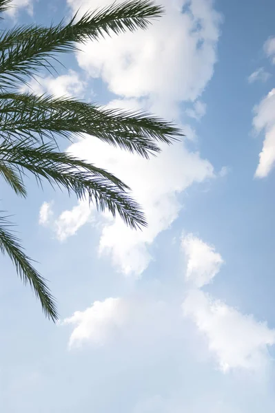 Leaves Palm Tree Cloudy Blue Sky — Stock Photo, Image