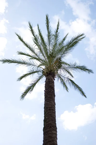 Palm Tree Blue Cloudy Sky — Stock Photo, Image