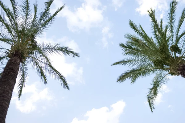 Two Palm Trees Blue Cloudy Sky — Stock Photo, Image