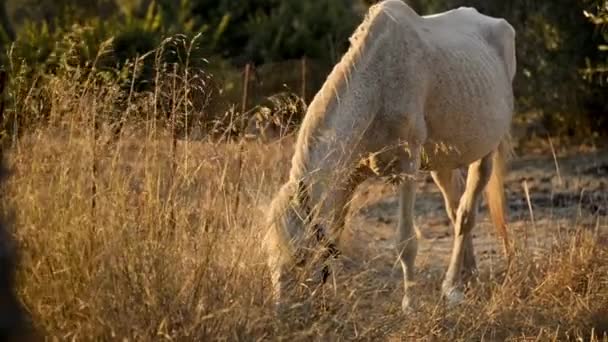 White Horse Feeding Itself Dry Meadow Summer — Stock Video