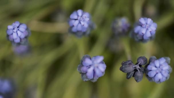 Πάνω Άποψη Των Λουλουδιών Muscari Κλείστε Πλάνα Την Ανοιξιάτικη Περίοδο — Αρχείο Βίντεο