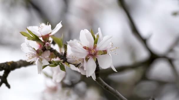 Trädet Blommar Blommande Närbild Bilder — Stockvideo