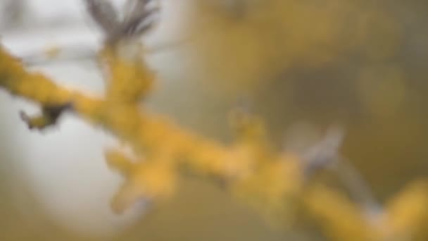 木の枝に黄色の苔 — ストック動画