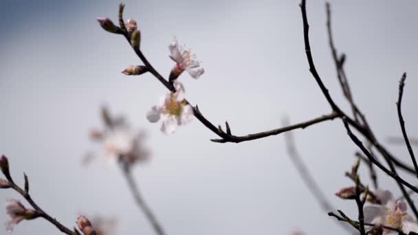 Kwitnące Kwiaty Drzewa Bliska Nagrania — Wideo stockowe