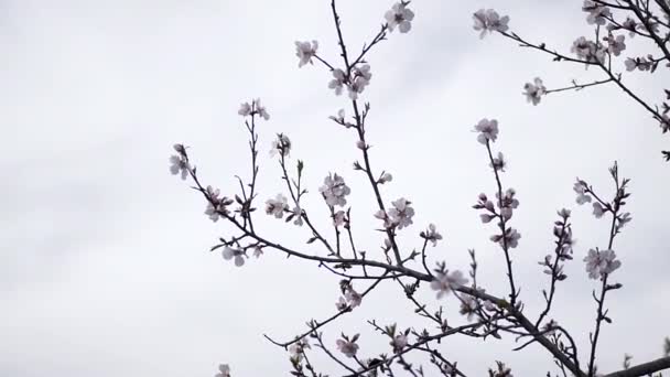 Tree Flowers Blossoming Close Footage Bee — Stock Video
