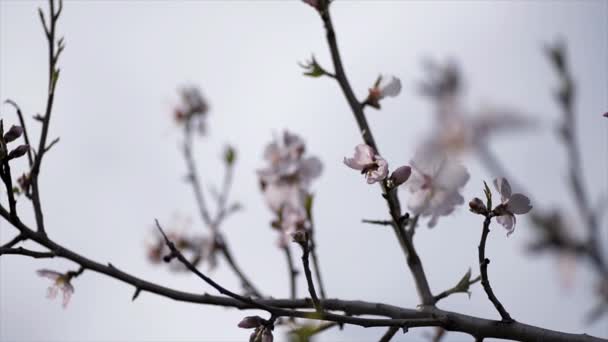 Δέντρο Λουλούδια Που Ανθίζουν Από Κοντά Πλάνα Μια Μέλισσα — Αρχείο Βίντεο
