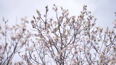 Ağaç çiçekler çiçek açması görüntüleri kapat.