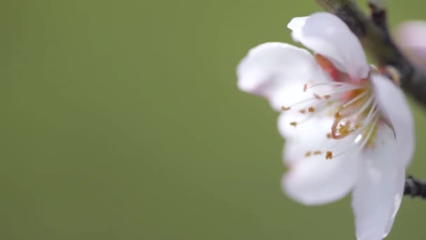 Nahaufnahme Einer Blume Die Auf Einem Baum Und Vor Grünem — Stockvideo