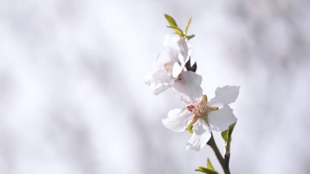 Цветы Деревьев Расцветают Вблизи — стоковое видео