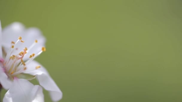 在一棵树上和绿色背景上绽放的花朵的特写镜头 — 图库视频影像