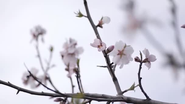 Flores Árboles Floreciendo Cerca Material Archivo — Vídeo de stock