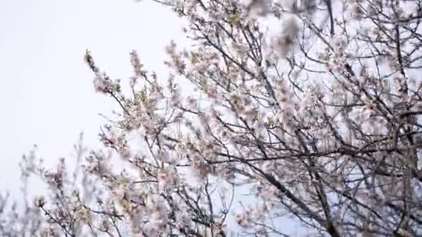 Ağaç Çiçekler Çiçek Açması Görüntüleri Kapat — Stok video