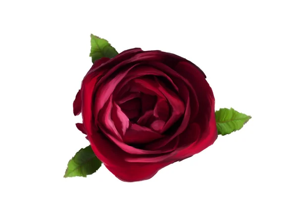 Une rose rouge illustrée isolée sur fond emtpy . — Photo