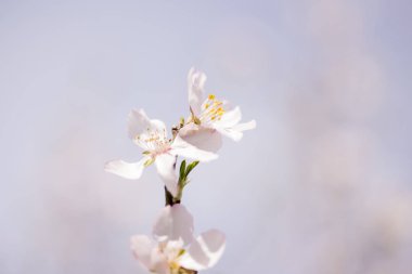 Beyaz arka planda ağaç çiçekleri.