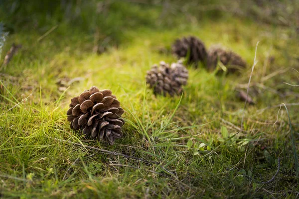 4 cones de pinheiro no chão e grama . — Fotografia de Stock