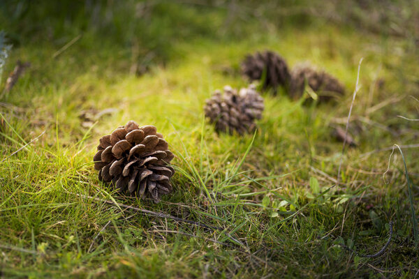 4 Pine cones on the ground and grass.