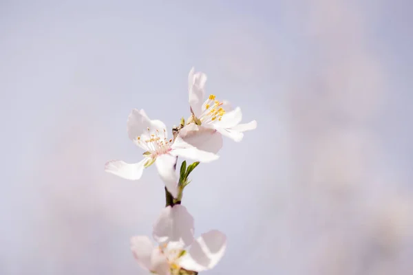 Träd blommor på vit bakgrund. — Stockfoto