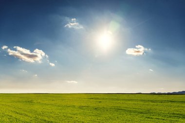Berrak gökyüzünde güneşli bir çayır.