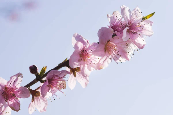 Träd blommor på en blå himmel bakgrund. — Stockfoto