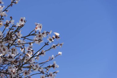 Mavi gökyüzü arka planda ağaç çiçekler.