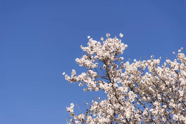 Λουλούδια δέντρου σε ένα γαλάζιο φόντο του ουρανού. — Φωτογραφία Αρχείου