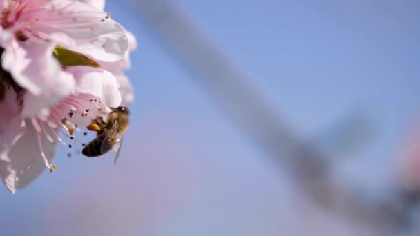 Boom Bloemen Bloeien Close Beelden Met Een Bee — Stockvideo