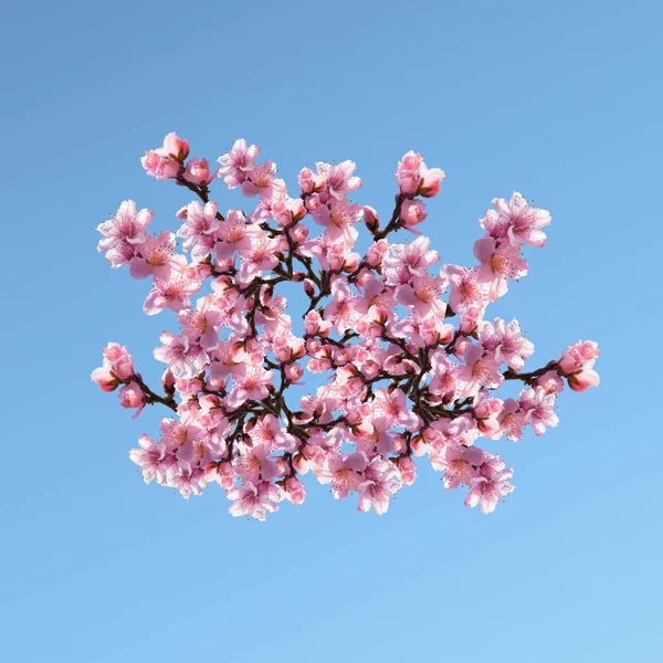 Illustrazione di fiori d'albero su sfondo cielo blu . — Foto Stock