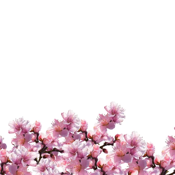Illustrazione di fiori d'albero su sfondo bianco . — Foto Stock