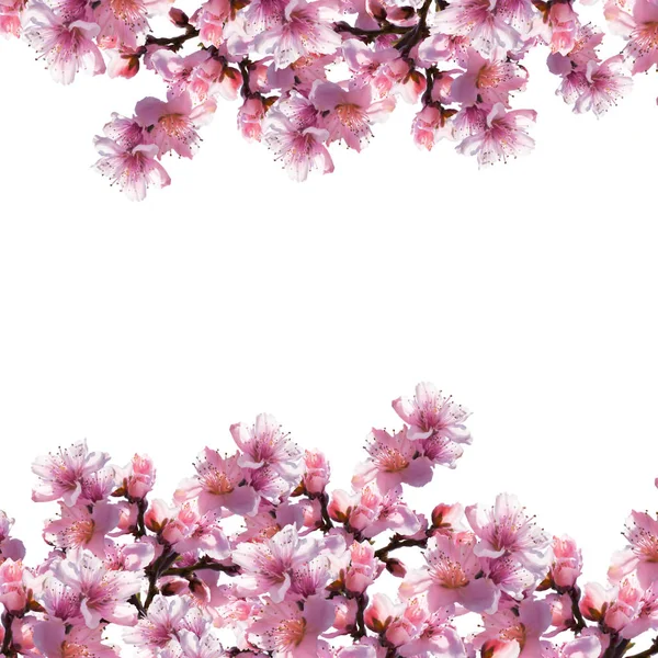 Illustration av träd blommor på vit bakgrund. — Stockfoto