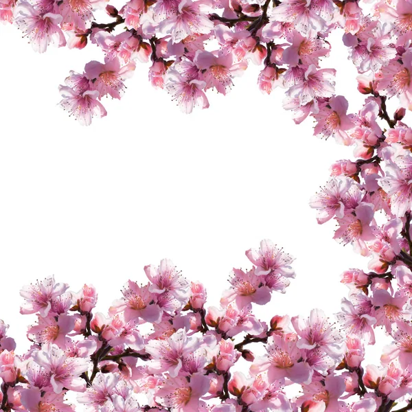 Ilustración de flores de árbol sobre fondo blanco . — Foto de Stock