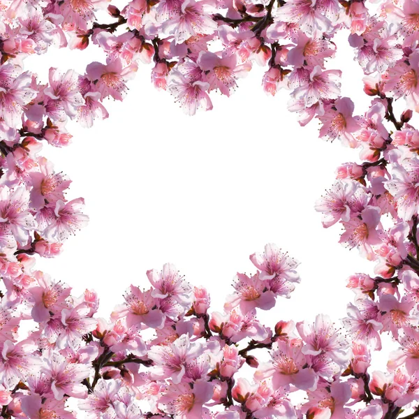 Illustrazione di fiori d'albero su sfondo bianco . — Foto Stock