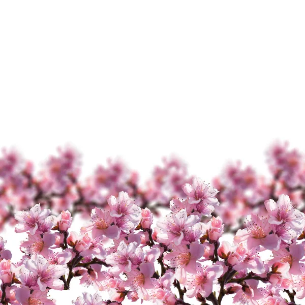 Illustration av träd blommor på vit bakgrund. — Stockfoto