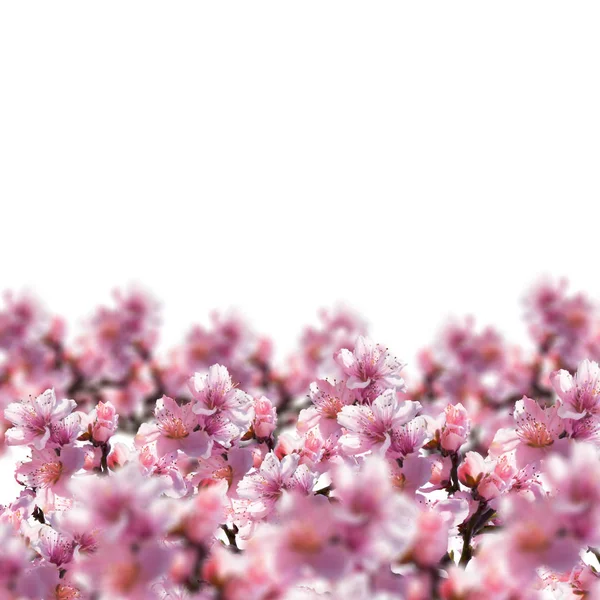 Ilustração de flores de árvore em um fundo branco . — Fotografia de Stock