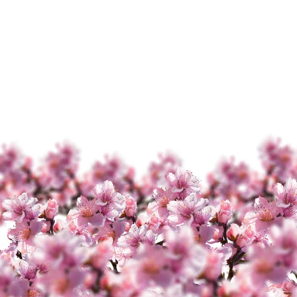 Ilustración de flores de árbol sobre fondo blanco . — Foto de Stock