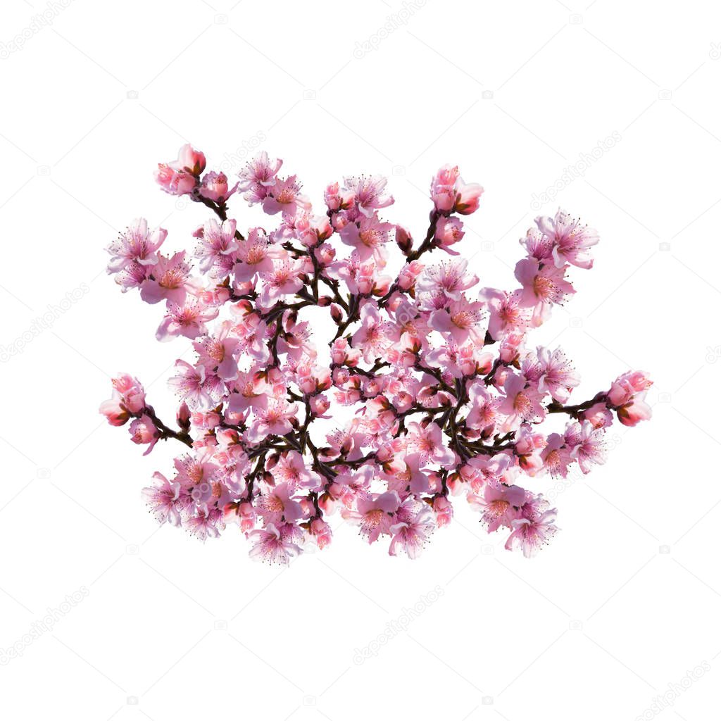 Illustration of Tree flowers on a white background.