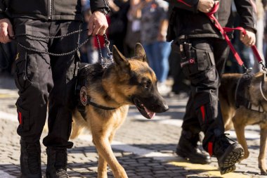 K9 polis köpeği