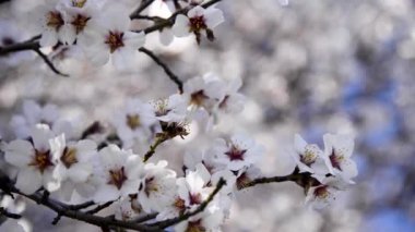 Ağaç çiçekler bahar sezonunda görüntüleri yakın.