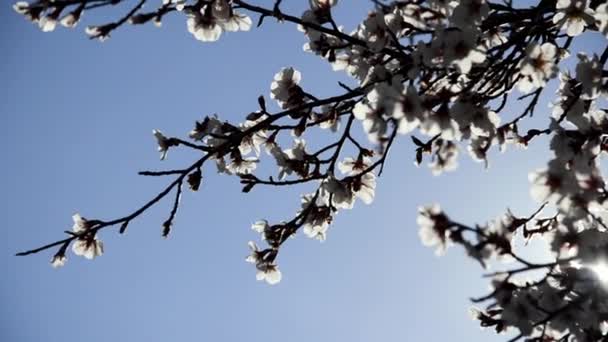Цветы Деревьев Закрывают Съемки Весеннего Сезона — стоковое видео