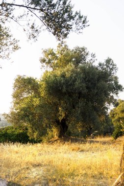 Akşamları zeytin ağacı.