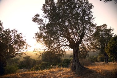 Akşamları zeytin ağacı.