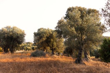 Akşam zeytin çiftliğinde zeytin ağaçları.